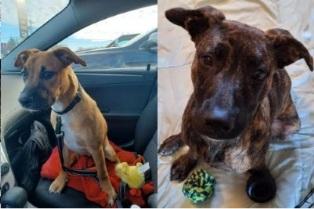 Enlarge Letty, a ADOPTABLE mixed breed in West Milton, OH image 2/3