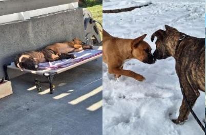 Enlarge Letty, a ADOPTABLE mixed breed in West Milton, OH image 3/3