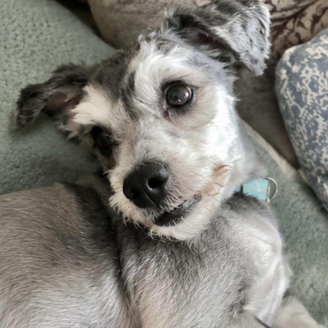 Enlarge Flynn Rider, an adopted mixed breed in Mount Prospect, IL image 2/6