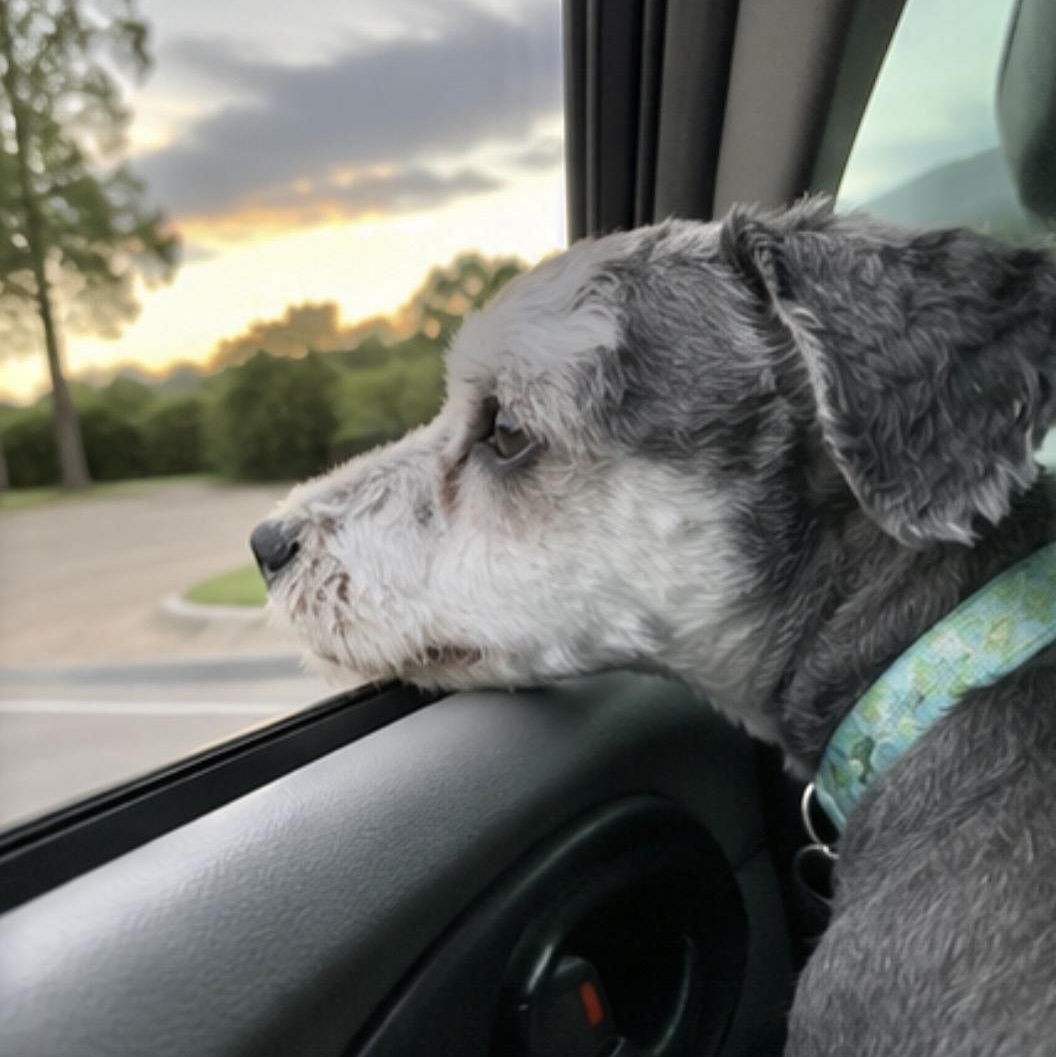 Enlarge Flynn Rider, an adopted mixed breed in Mount Prospect, IL image 5/6