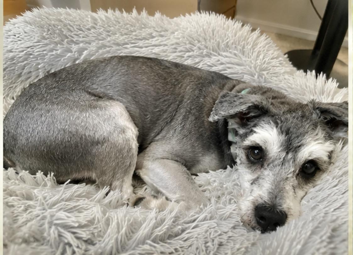 Enlarge Flynn Rider, an adopted mixed breed in Mount Prospect, IL image 3/6