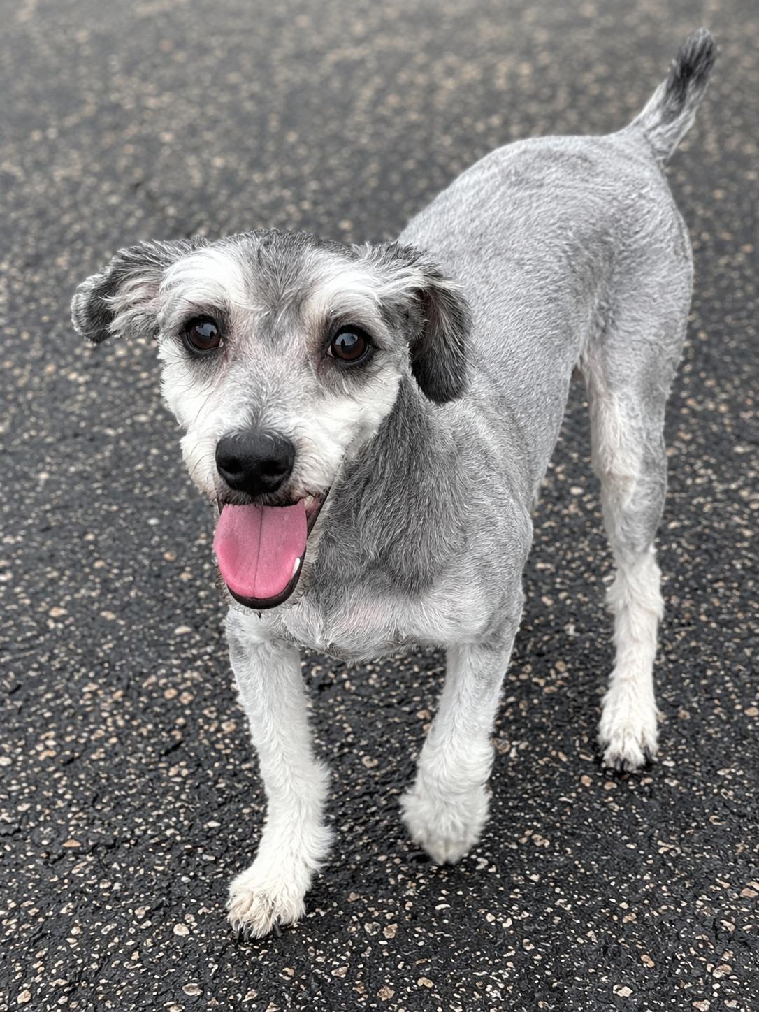 Enlarge Flynn Rider, an adopted mixed breed in Mount Prospect, IL image 6/6