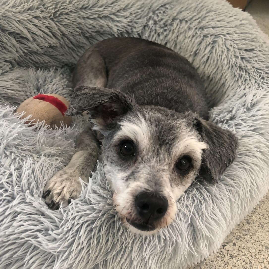 Enlarge Flynn Rider, an adopted mixed breed in Mount Prospect, IL image 4/6
