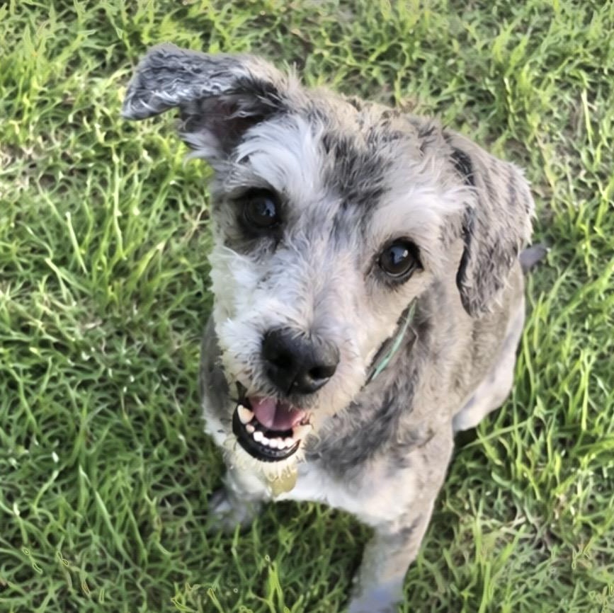 Flynn Rider, adopted, Young Male Miniature Schnauzer & Poodle.
