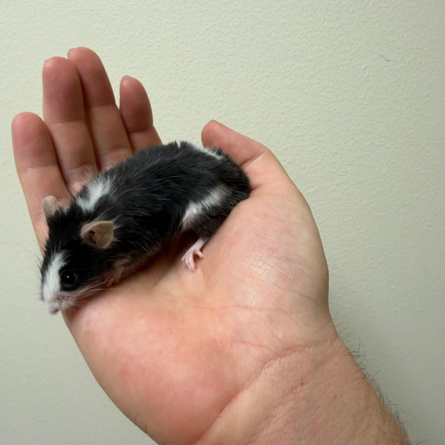 Chimney, a Adoptable Mouse in Minneapolis, MN image 1/3
