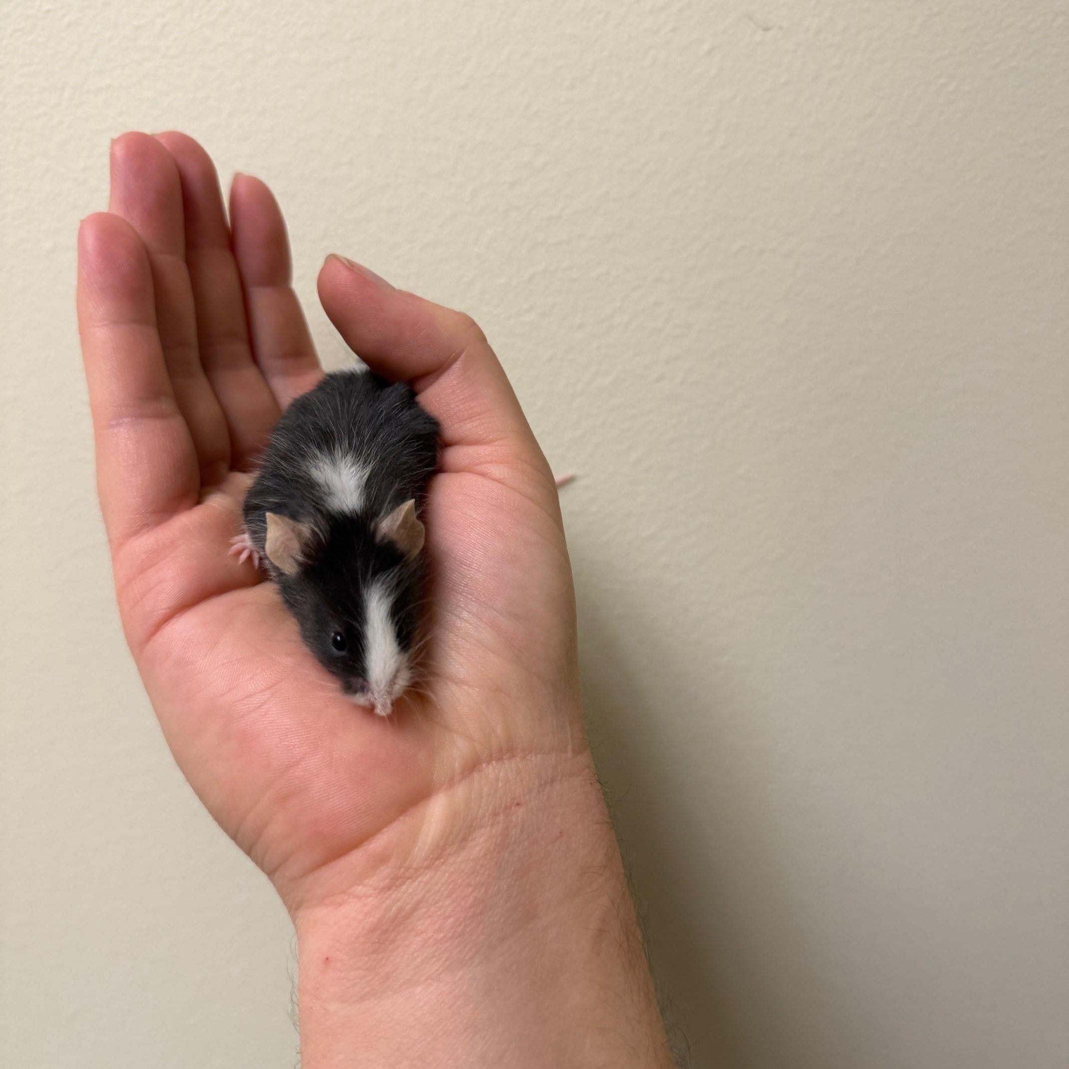 Chimney, a Adoptable Mouse in Minneapolis, MN image 2/3