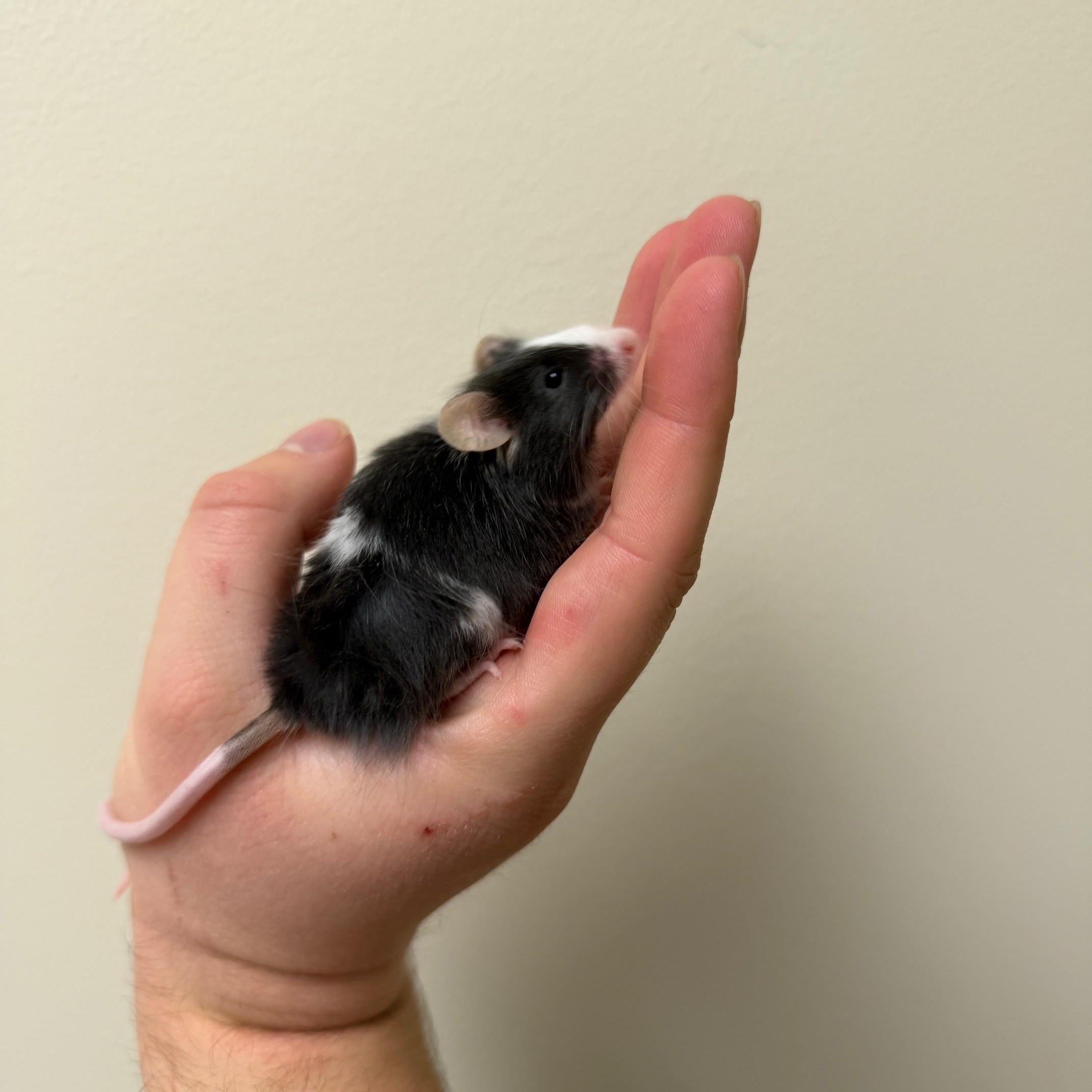 Chimney, a Adoptable Mouse in Minneapolis, MN image 3/3
