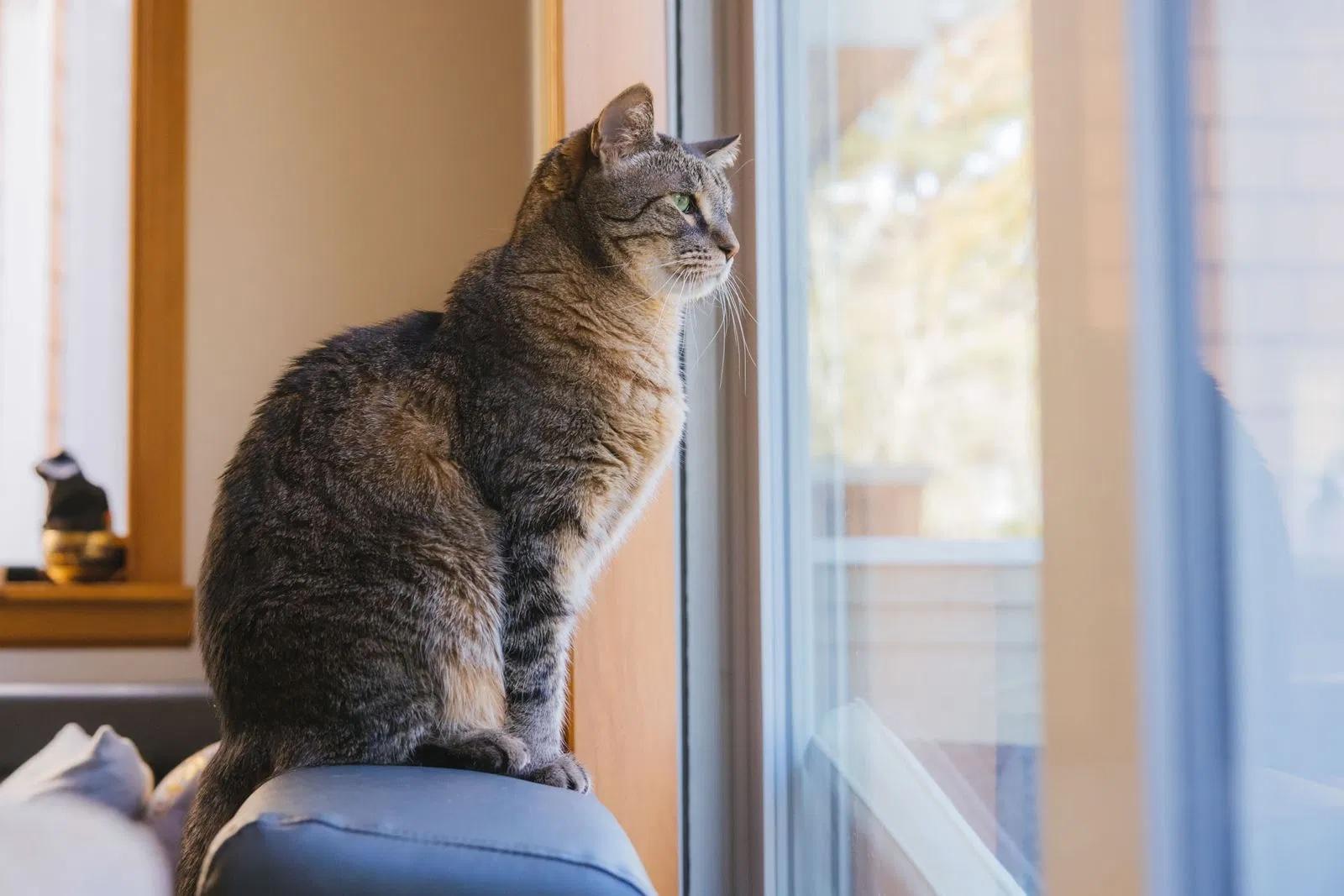 Enlarge Stan the Man, a ADOPTABLE Domestic Short Hair in Seattle, WA image 3/6