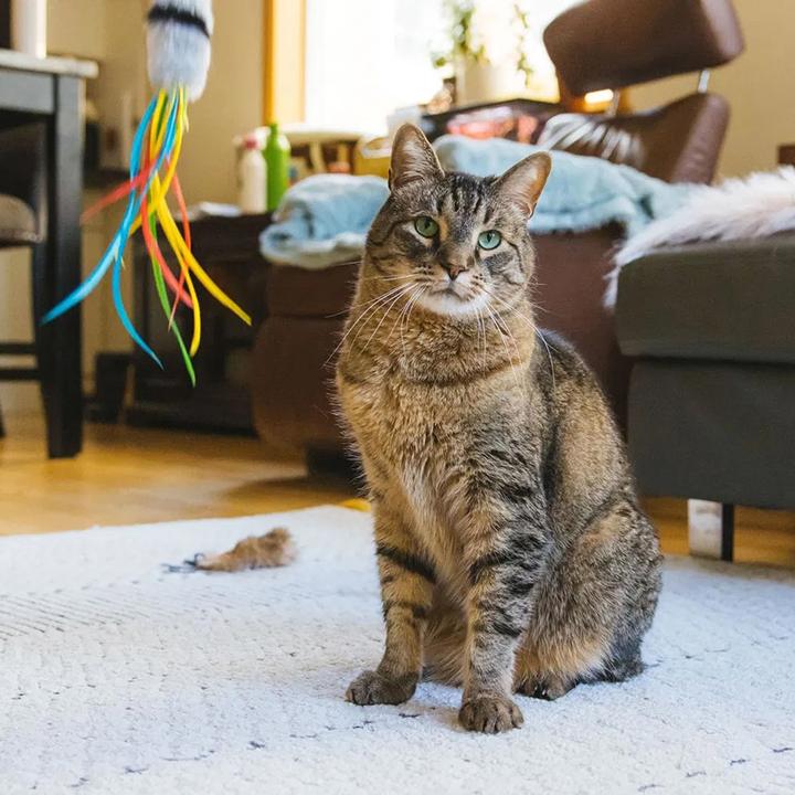 Enlarge Stan the Man, a ADOPTABLE Domestic Short Hair in Seattle, WA image 2/6