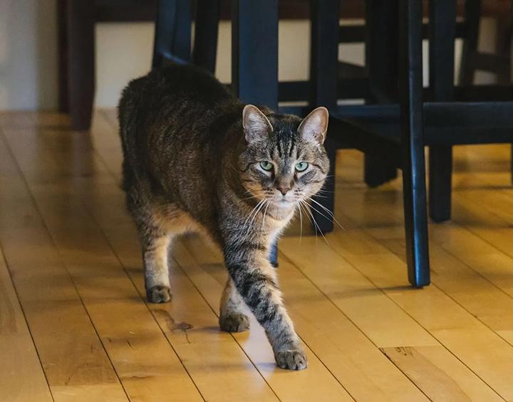 Enlarge Stan the Man, a ADOPTABLE Domestic Short Hair in Seattle, WA image 4/6