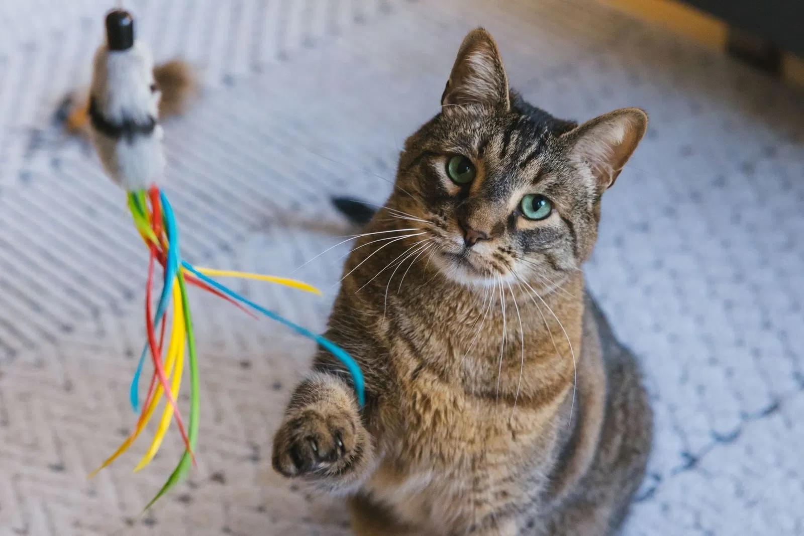 Enlarge Stan the Man, a ADOPTABLE Domestic Short Hair in Seattle, WA image 1/6