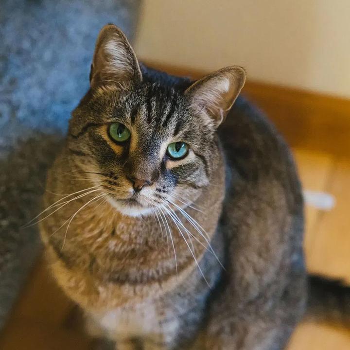 Enlarge Stan the Man, a ADOPTABLE Domestic Short Hair in Seattle, WA image 5/6