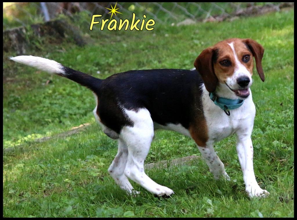 Frankie, a ADOPTABLE Beagle in Shippenville, PA image 2/6
