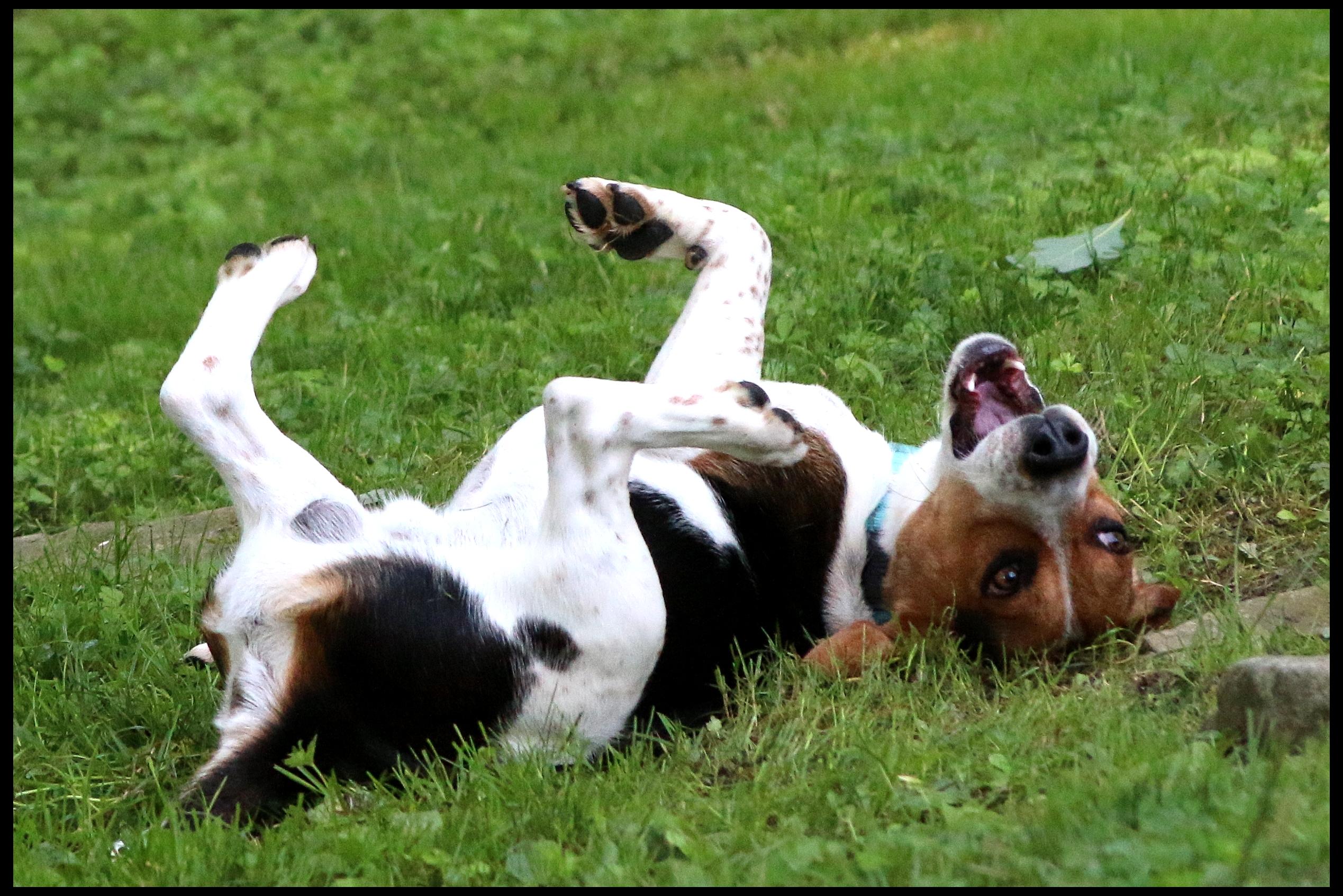 Frankie, a ADOPTABLE Beagle in Shippenville, PA image 4/6