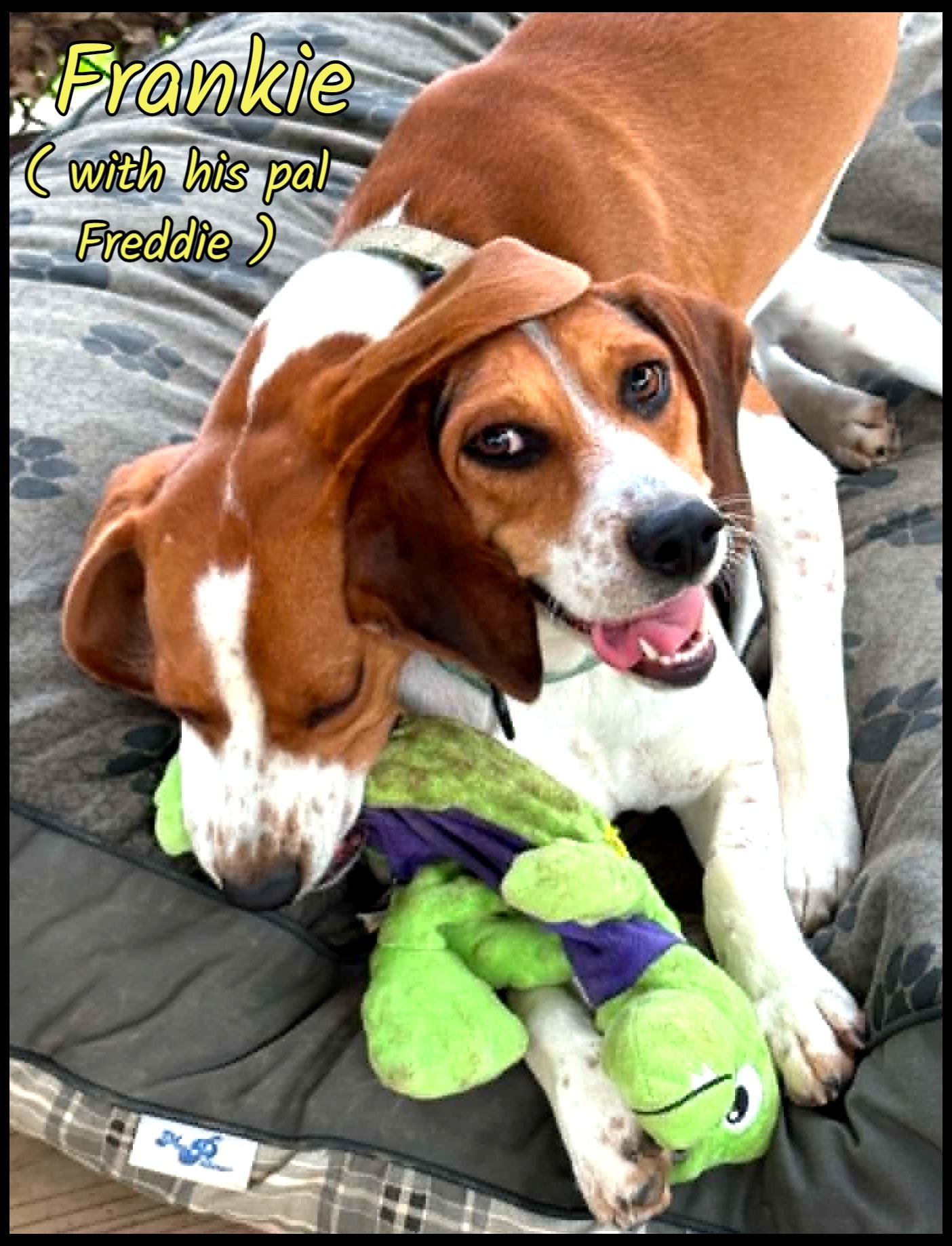 Frankie, ADOPTABLE, Young Male Beagle.
