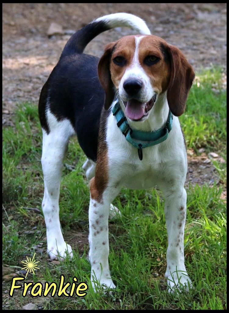 Frankie, a ADOPTABLE Beagle in Shippenville, PA image 3/6