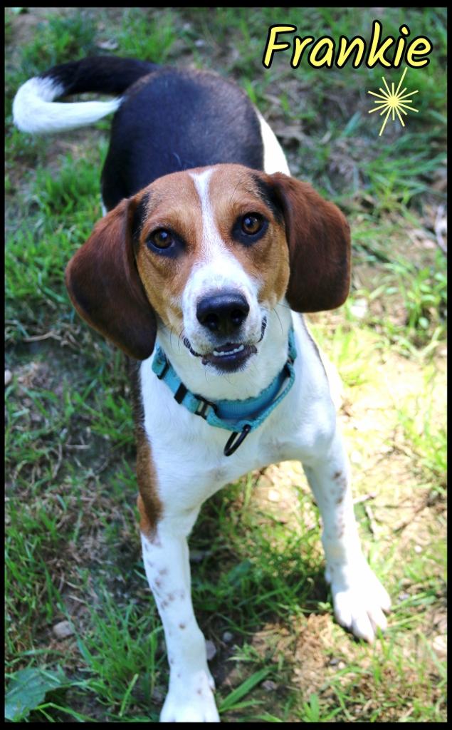 Frankie, a ADOPTABLE Beagle in Shippenville, PA image 5/6