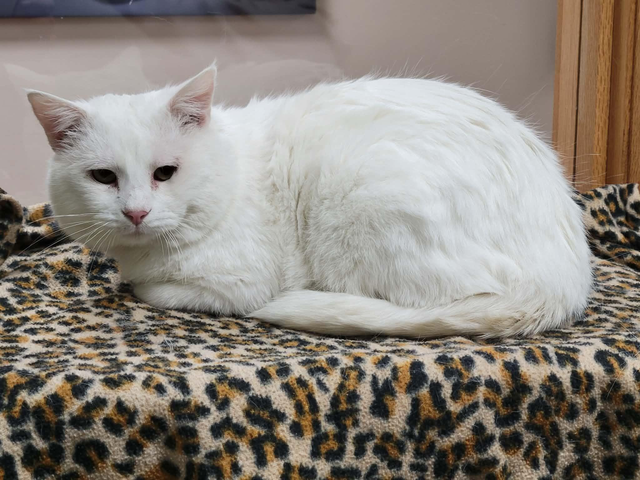 Enlarge Alfredo, a ADOPTABLE Domestic Short Hair in Portage, WI image 2/2