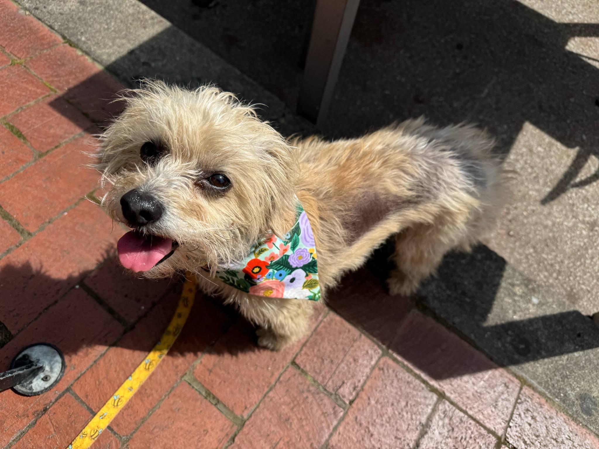 Enlarge Lavender, a Adoptable mixed breed in Pittsburgh, PA image 1/2