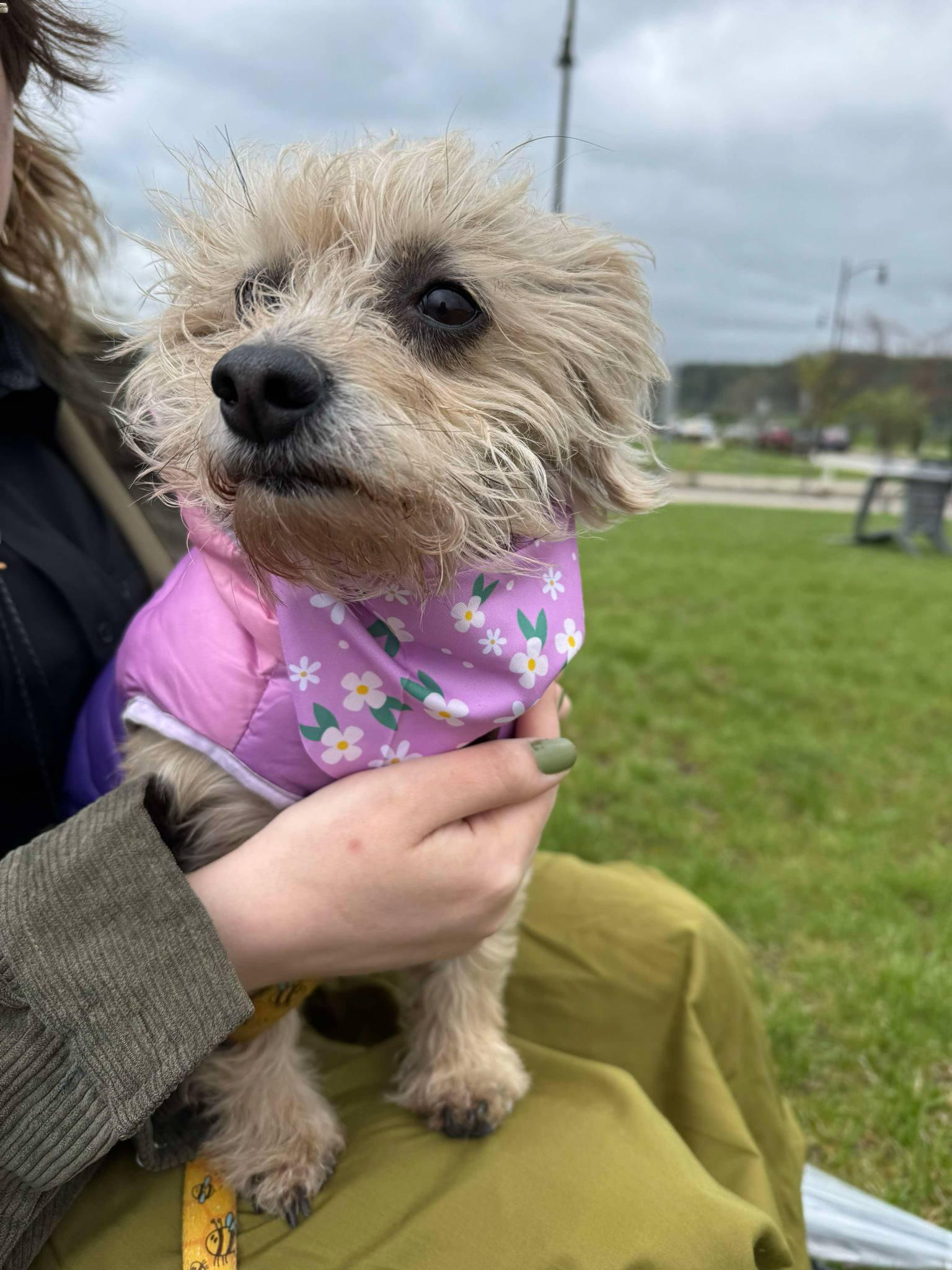 Enlarge Lavender, a Adoptable mixed breed in Pittsburgh, PA image 2/2