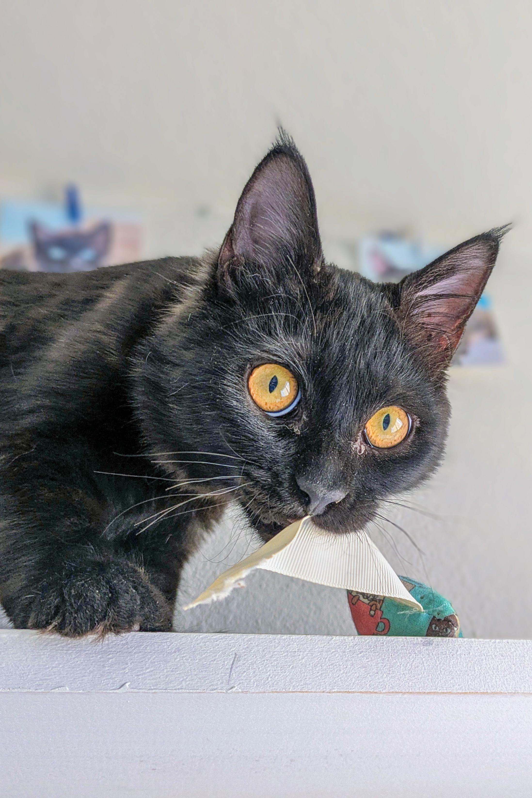 Enlarge Ira, an adopted Domestic Medium Hair in Omaha, NE image 2/2