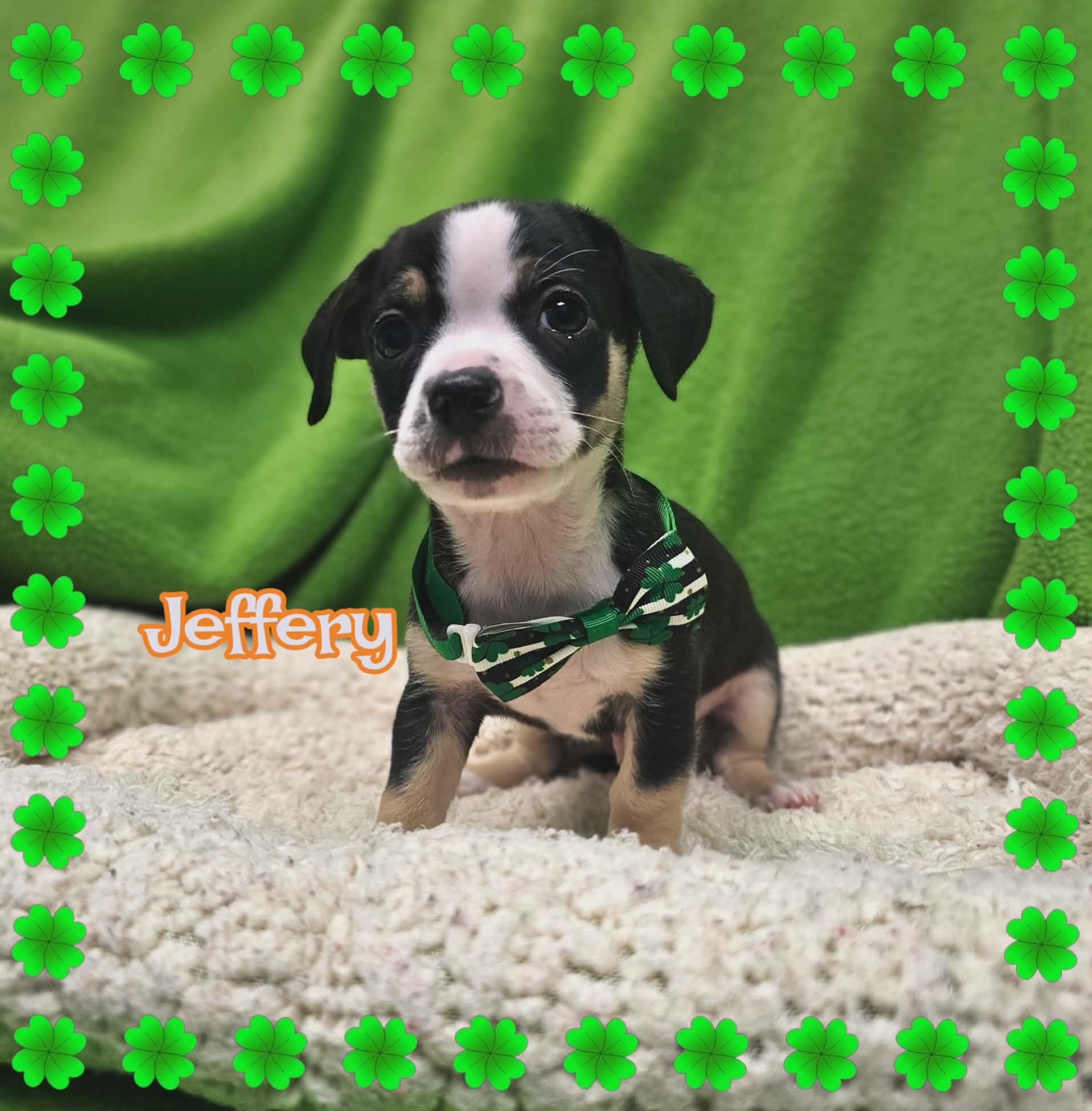Jeffery, a Adopted mixed breed in San Angelo , TX image 1/6