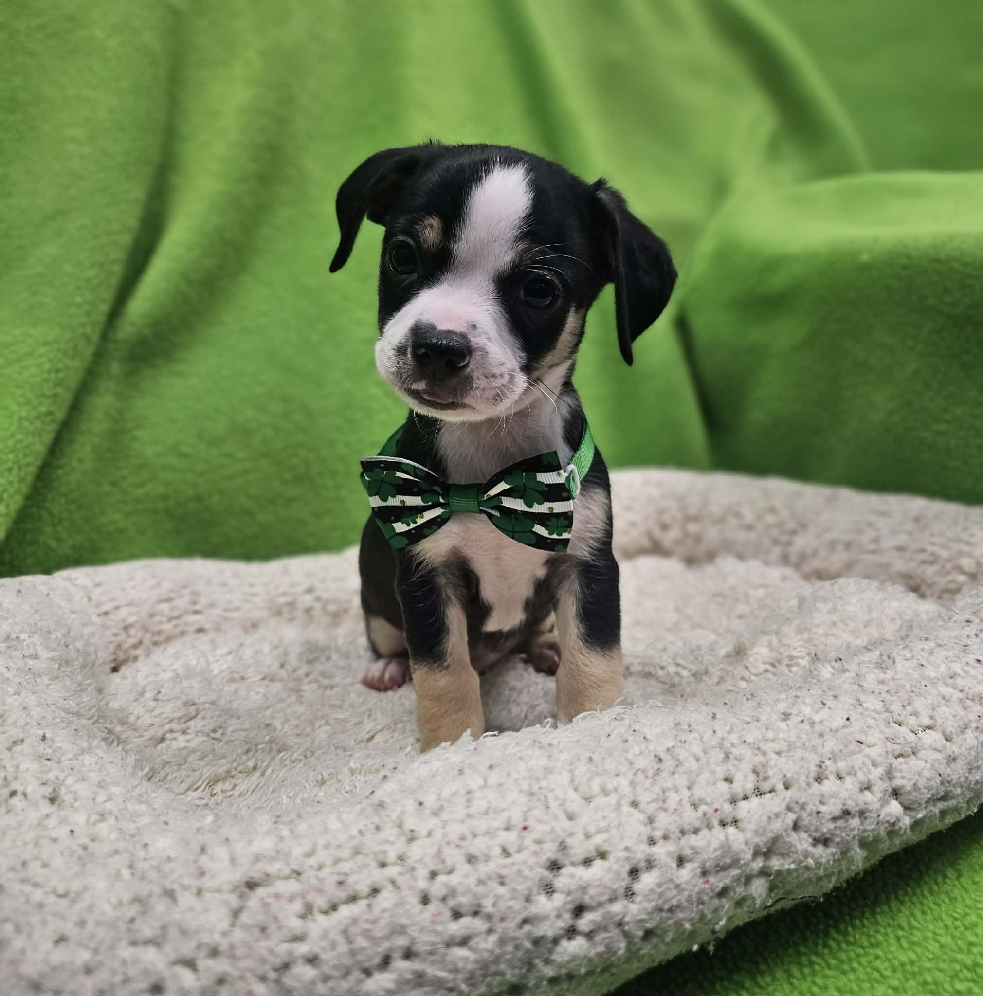 Jeffery, a Adopted mixed breed in San Angelo , TX image 2/6