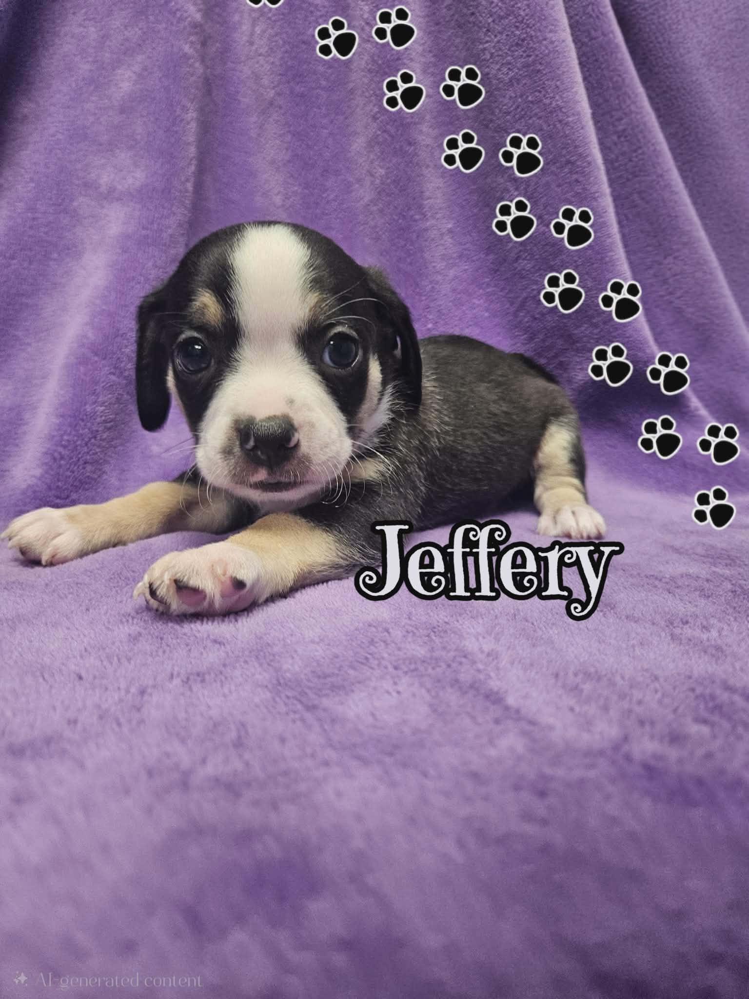 Jeffery, a Adopted mixed breed in San Angelo , TX image 3/6
