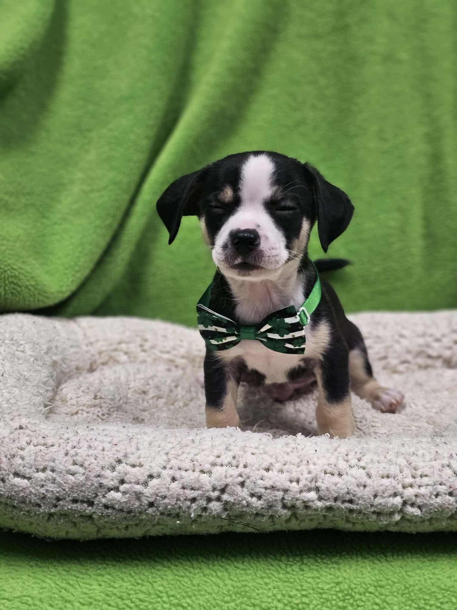Jeffery, a Adopted mixed breed in San Angelo , TX image 4/6
