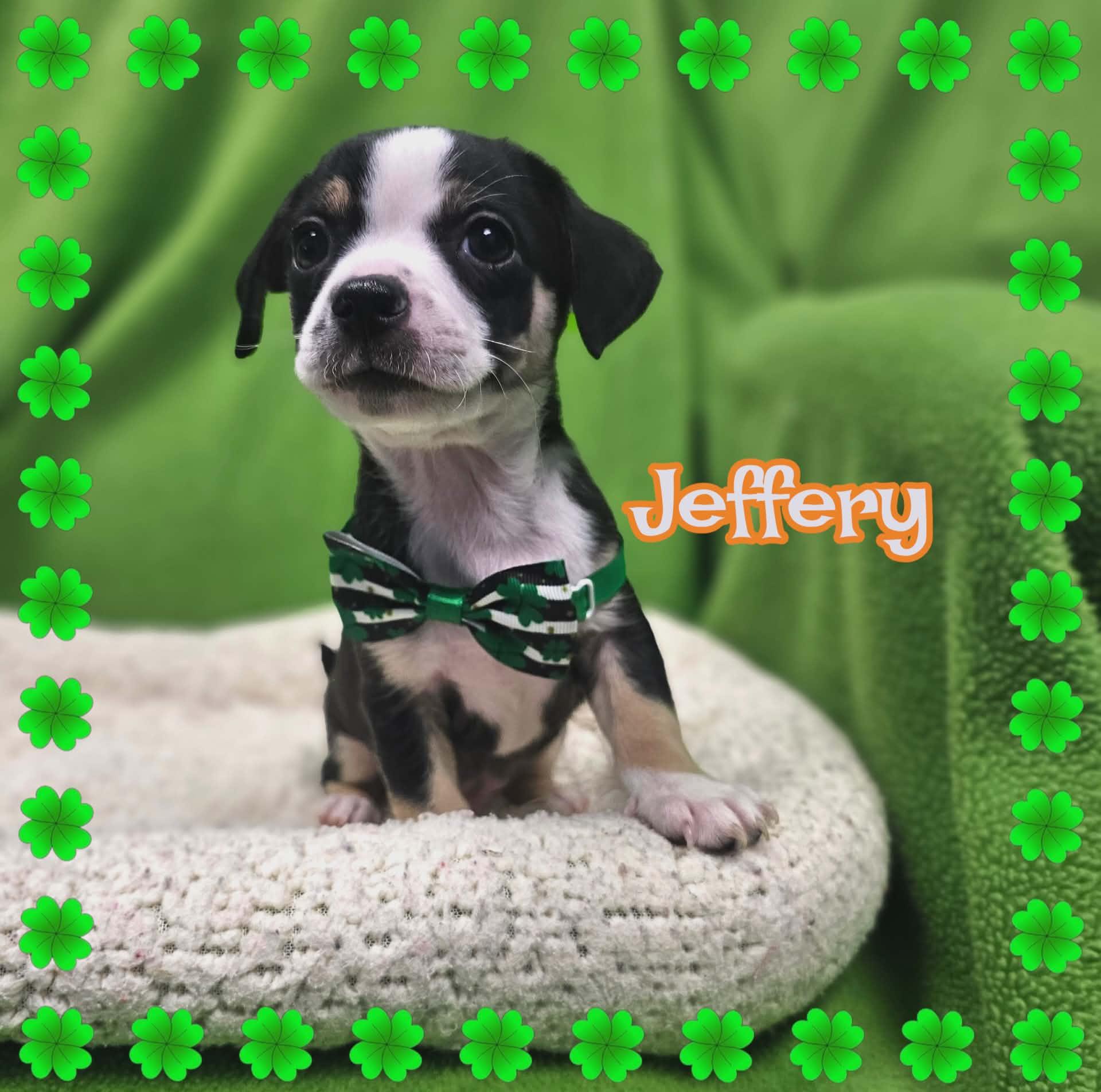 Jeffery, a Adopted mixed breed in San Angelo , TX image 5/6
