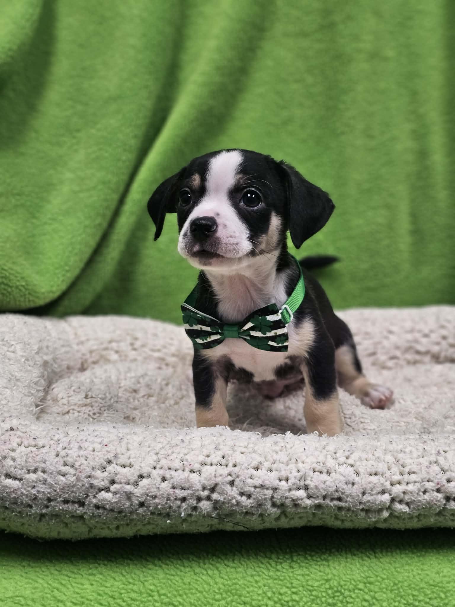 Jeffery, a Adopted mixed breed in San Angelo , TX image 6/6