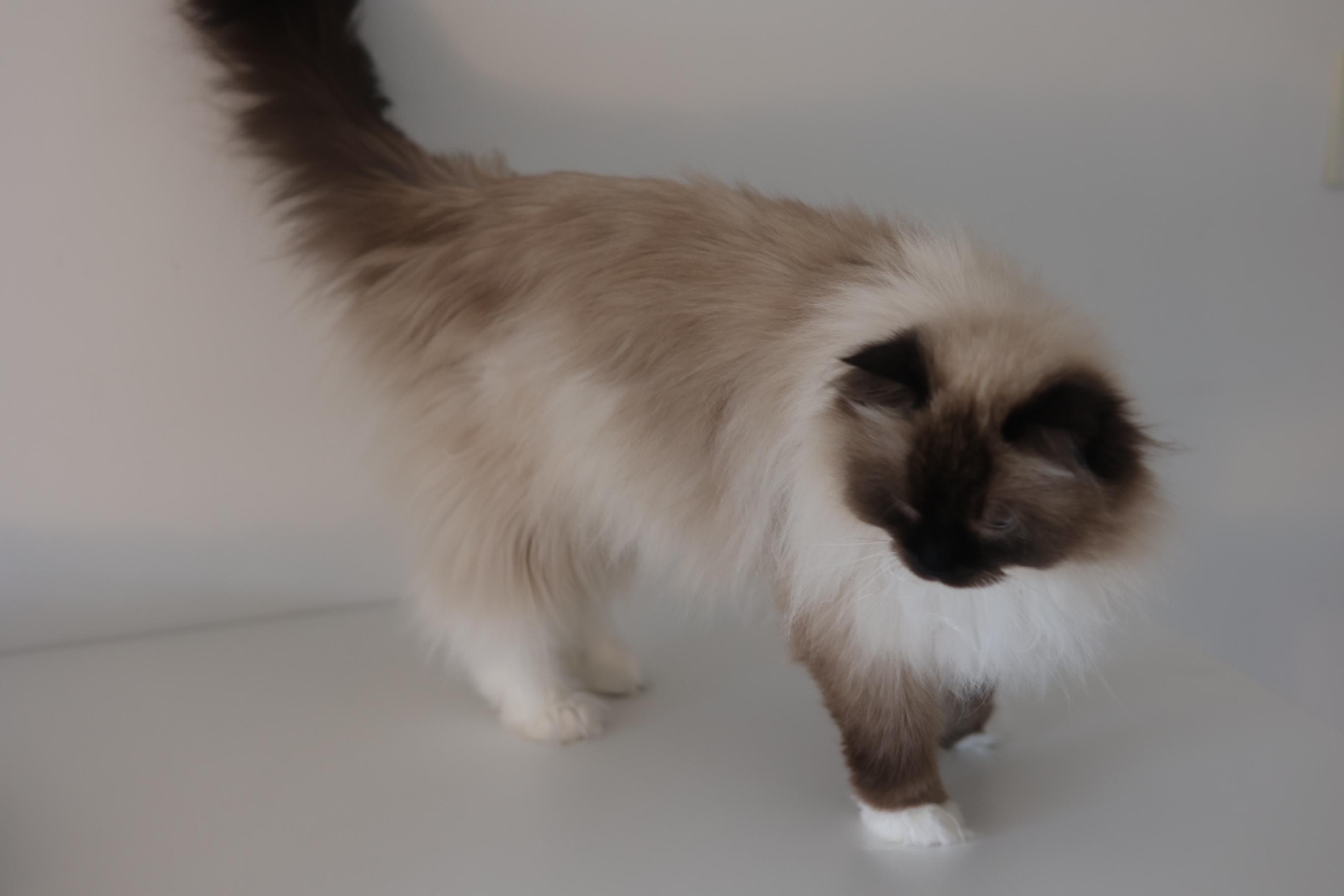Zhan (Jan), an adopted Ragdoll in Hoboken, NJ image 5/5