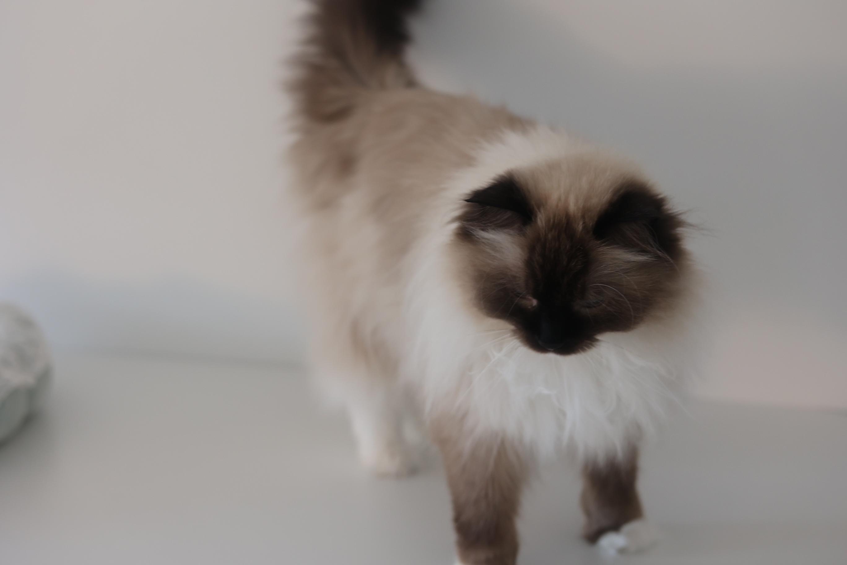 Zhan (Jan), an adopted Ragdoll in Hoboken, NJ image 4/5