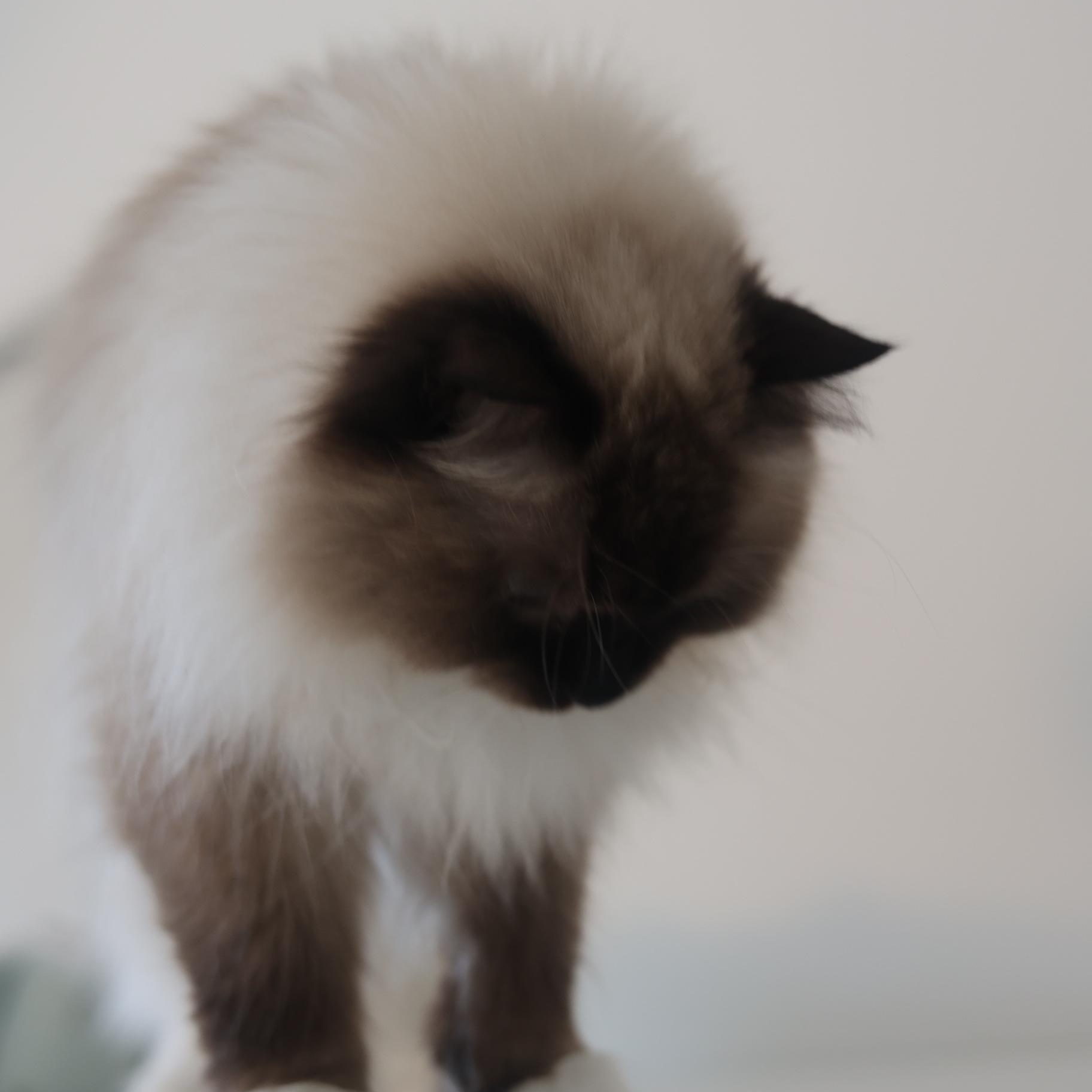 Zhan (Jan), an adopted Ragdoll in Hoboken, NJ image 3/5