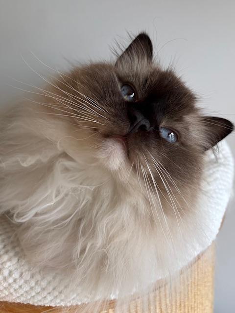 Seal Mitted Ragdoll, Adoptable, Senior Male Ragdoll.