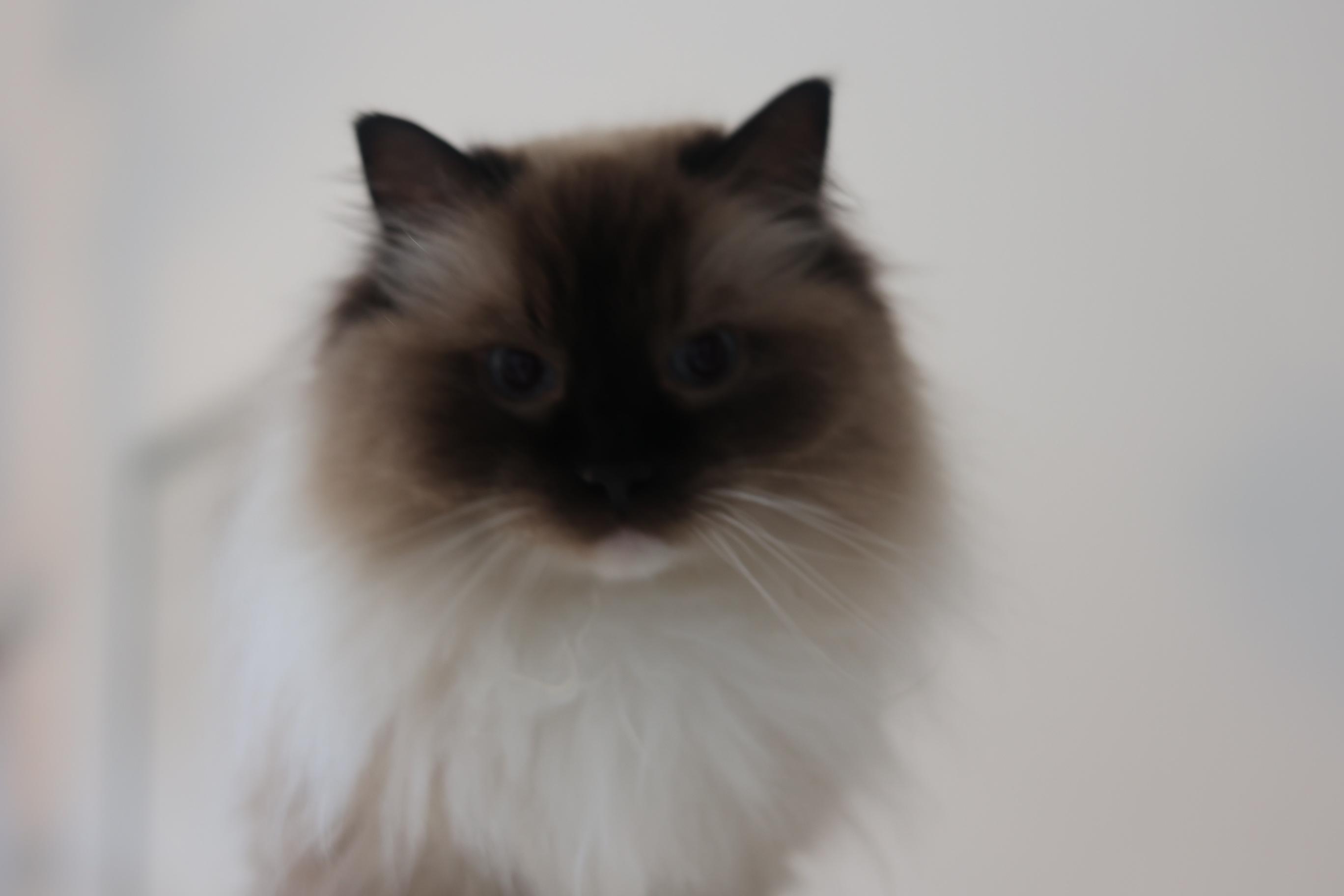 Zhan (Jan), an adopted Ragdoll in Hoboken, NJ image 2/5