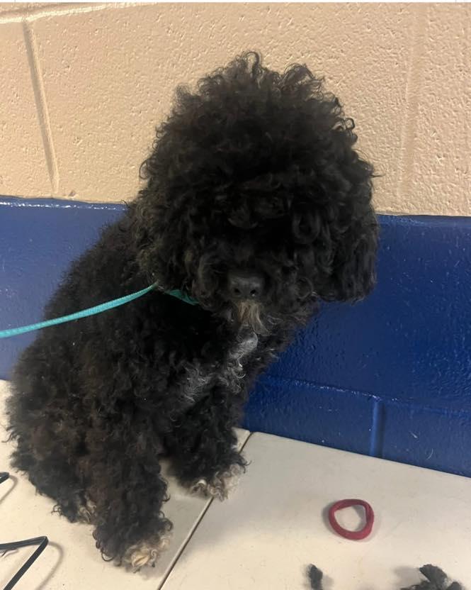 Petunia, adopted, Young Female Miniature Poodle.