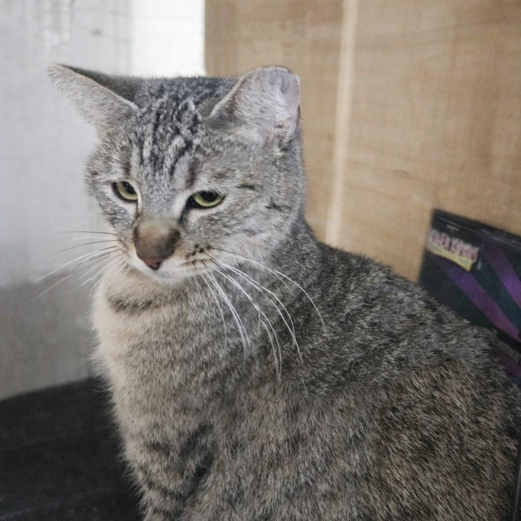 Chopstick Bella Grace, Adoptable, Adult Female Tabby & Tabby.
