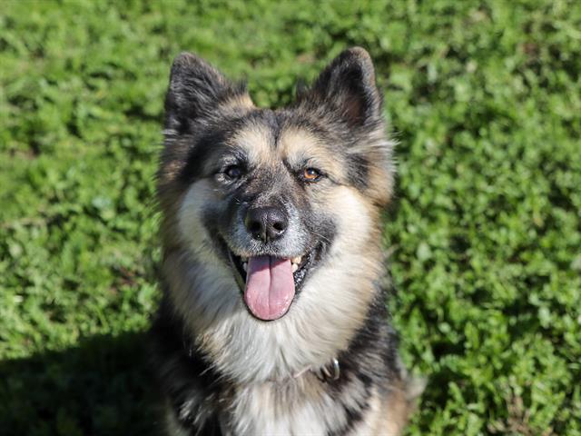 Enlarge CHULA, a Adoptable German Shepherd Dog in Ojai, CA image 2/2