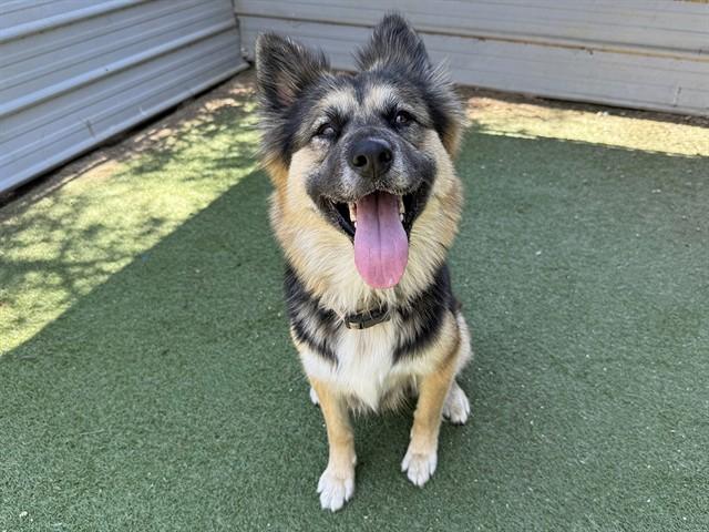 CHULA, Adoptable, Young Female German Shepherd Dog.