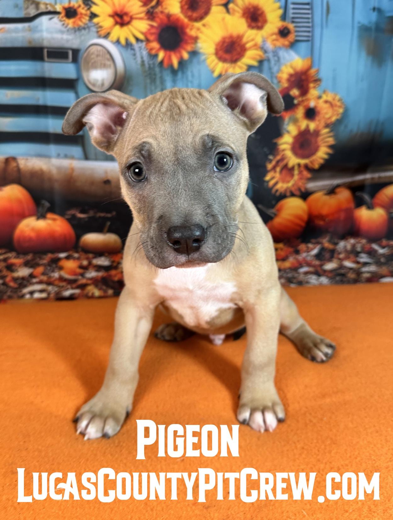 Pigeon photo