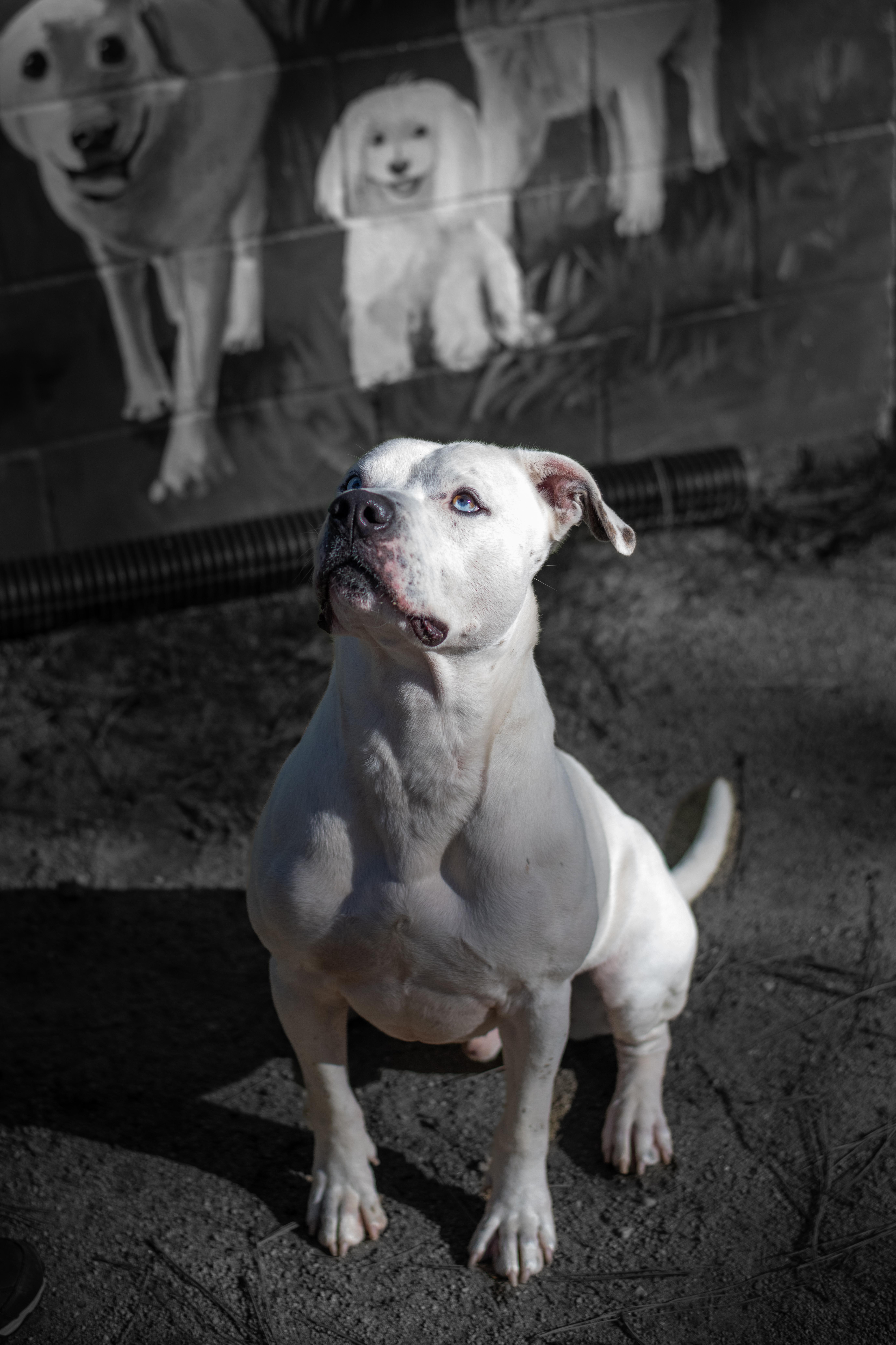 Zeus- Lover Boy, an adoptable American Staffordshire Terrier in Grass Valley, CA, 95945 | Photo Image 5