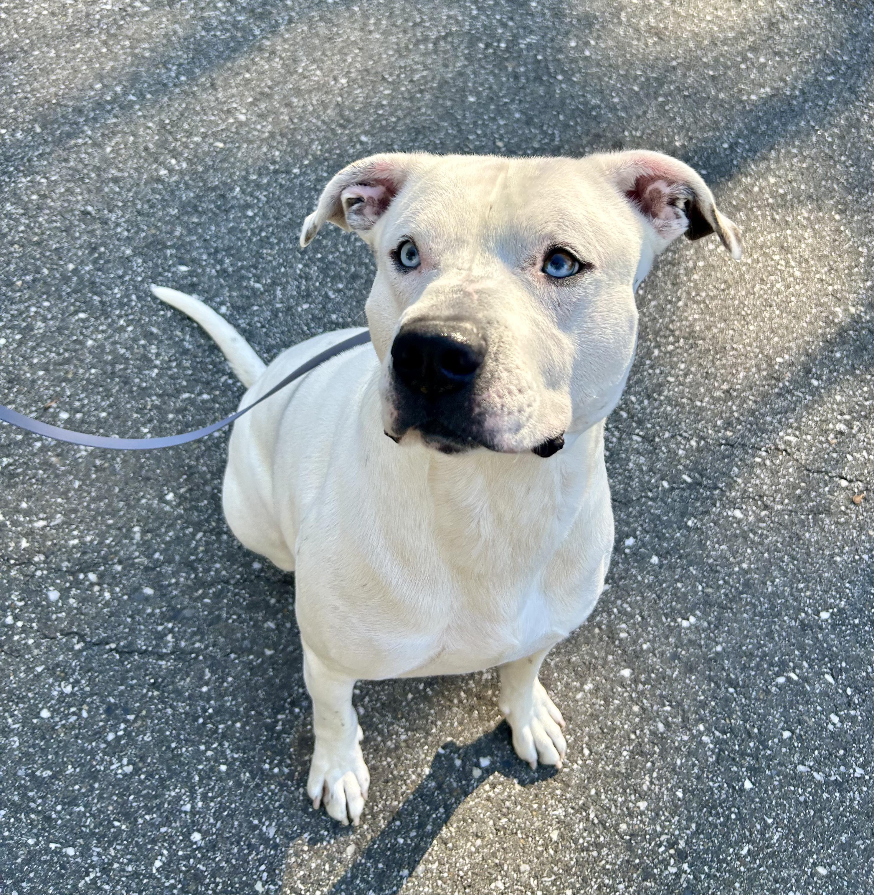Zeus- Lover Boy, an adoptable American Staffordshire Terrier in Grass Valley, CA, 95945 | Photo Image 4