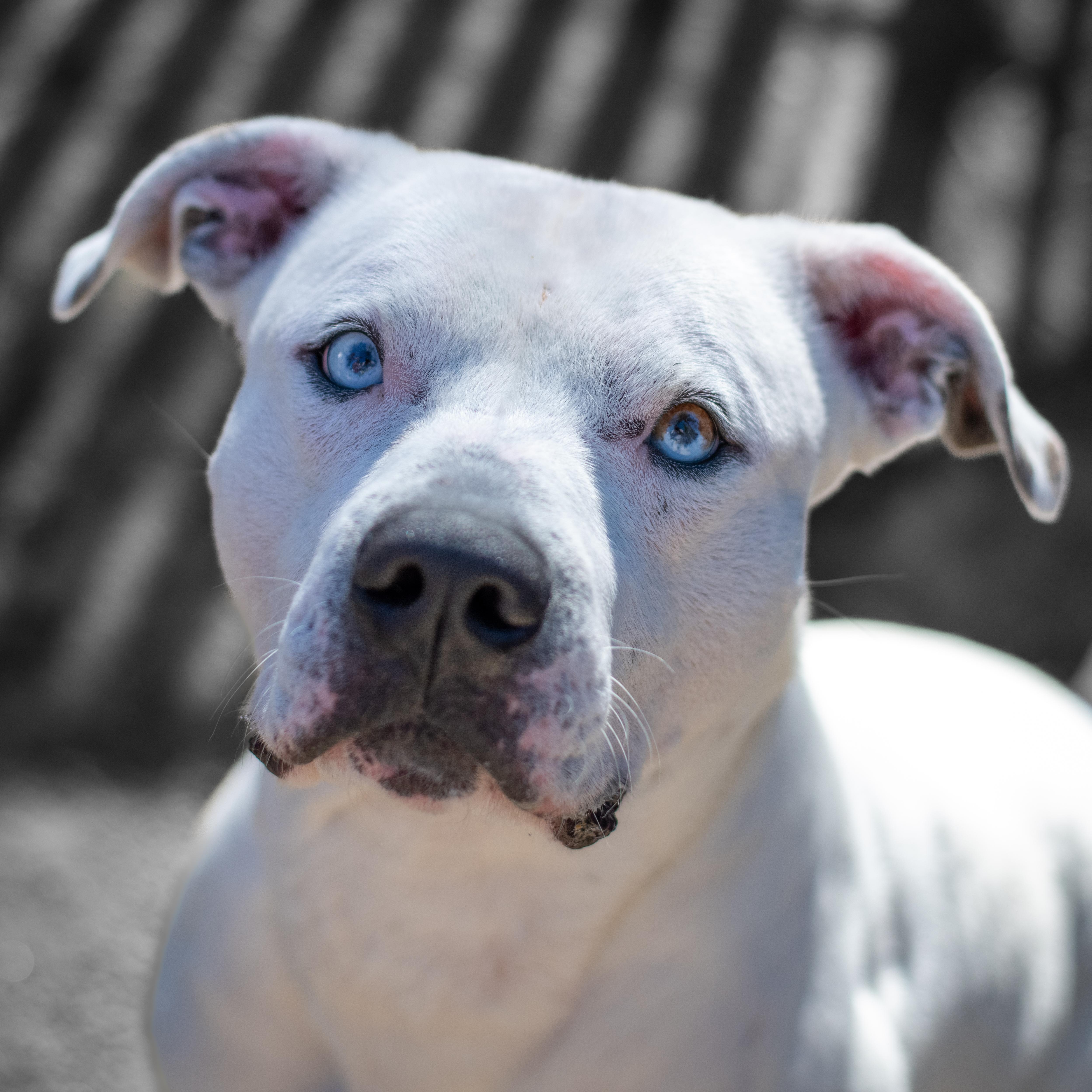 Zeus- Lover Boy, an adoptable American Staffordshire Terrier in Grass Valley, CA, 95945 | Photo Image 3