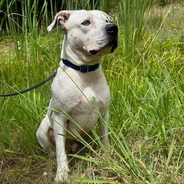 Zeus- Lover Boy, an adoptable American Staffordshire Terrier in Grass Valley, CA, 95945 | Photo Image 1