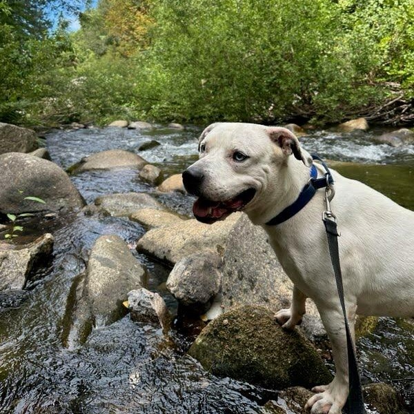 Zeus- Lover Boy, an adoptable American Staffordshire Terrier in Grass Valley, CA, 95945 | Photo Image 2
