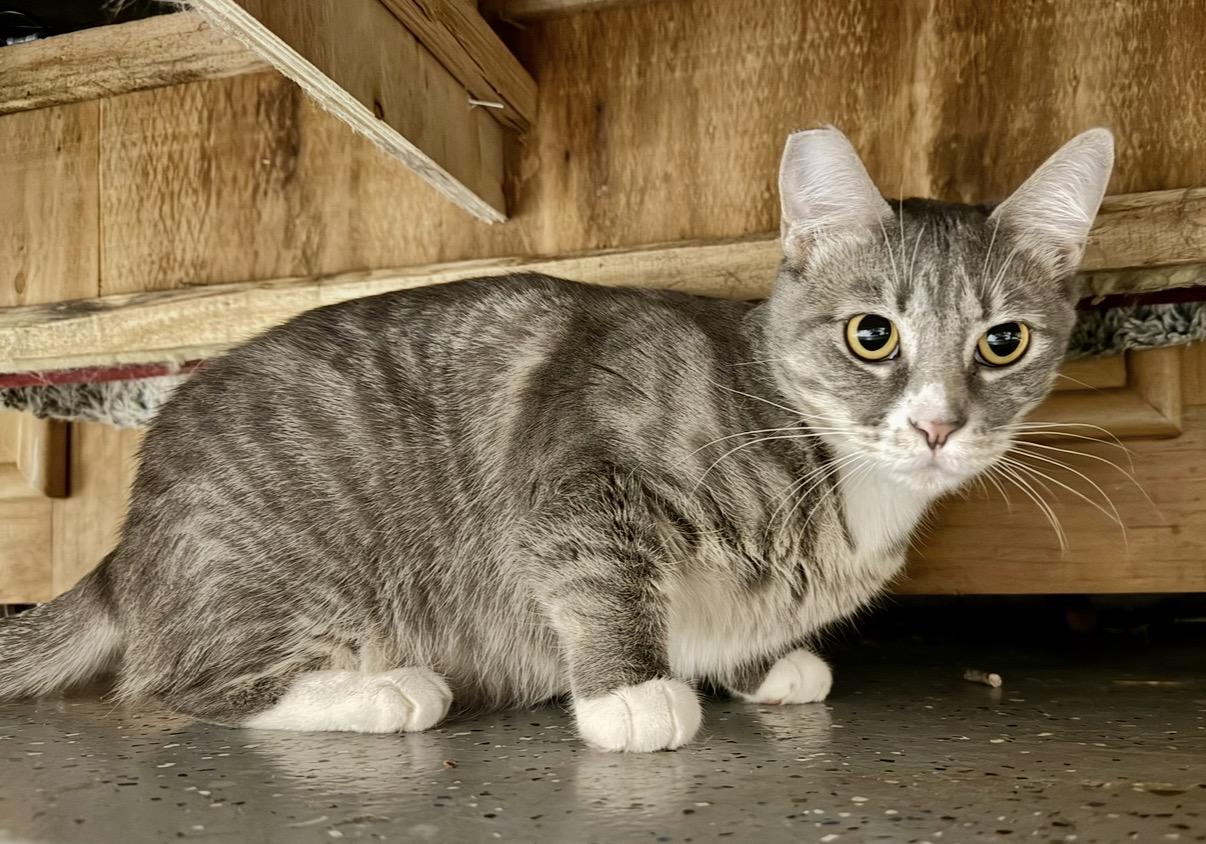 Willow, ADOPTABLE, Adult Female Domestic Short Hair.