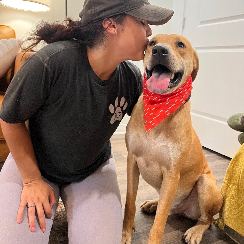 Dog for adoption Max English, a Labrador Retriever & Pit Bull Terrier