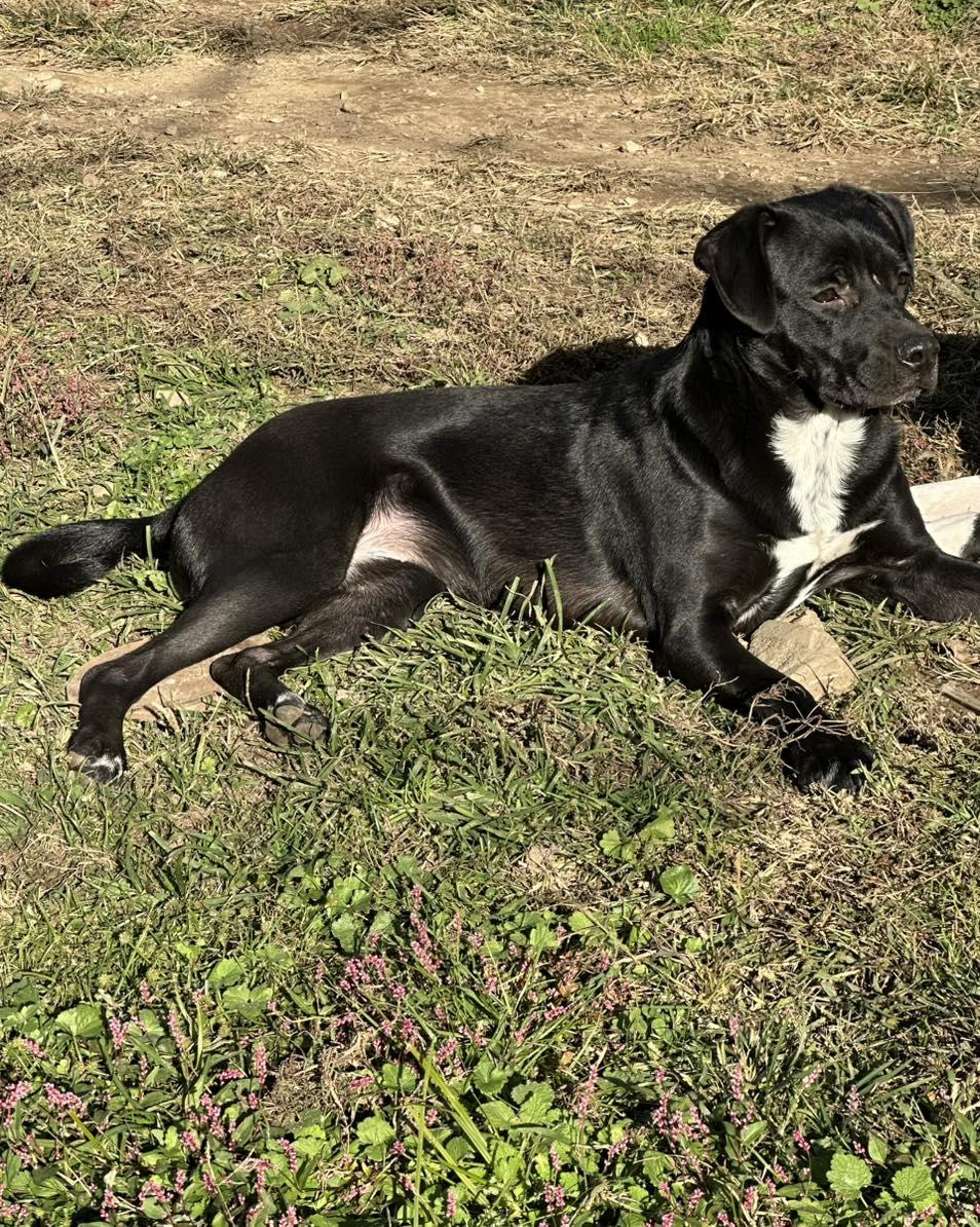 Enlarge Jane, a ADOPTABLE Mixed Breed in Winchester, KY image 4/4