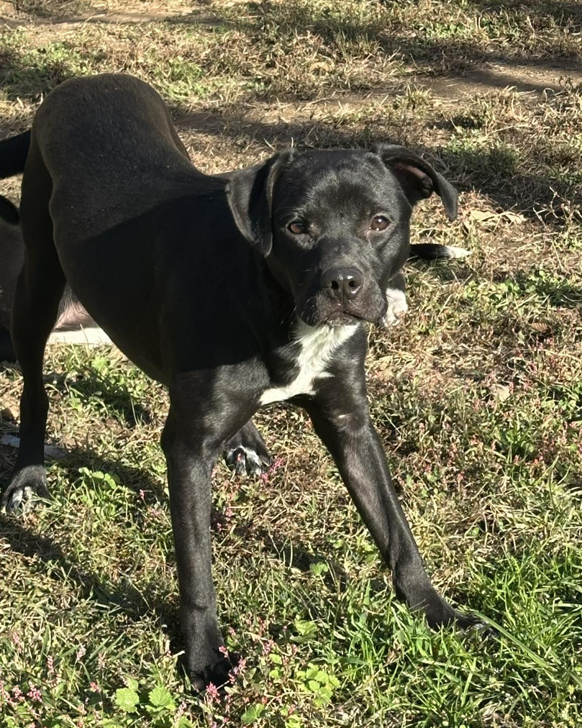 Jane, ADOPTABLE, Young Female Mixed Breed.
